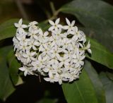 Acokanthera oblongifolia. Соцветие. Израиль, Шарон, г. Герцлия, во дворе. 30.04.2017.