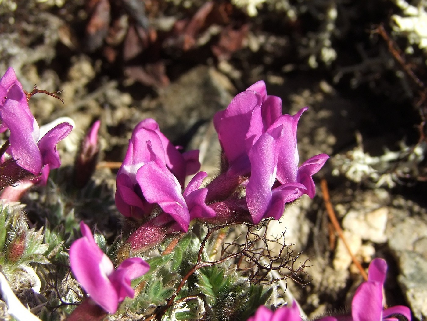 Image of Oxytropis czukotica specimen.