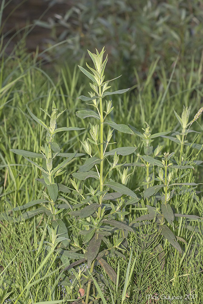 Image of genus Lythrum specimen.