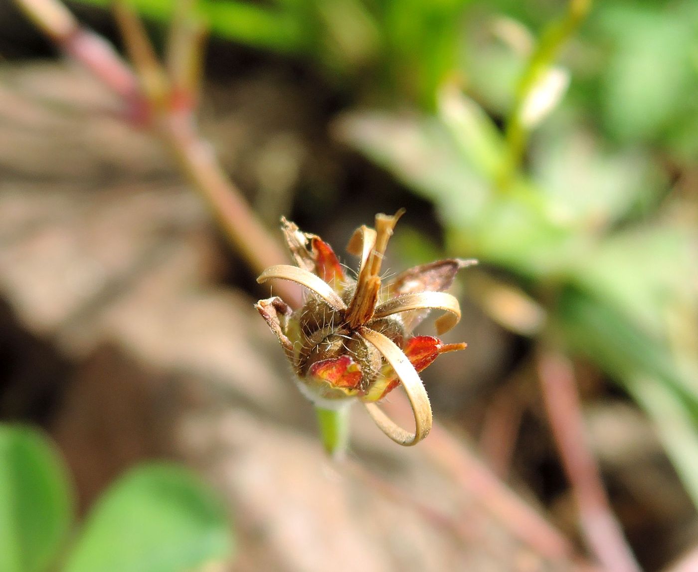 Image of Geranium sibiricum specimen.