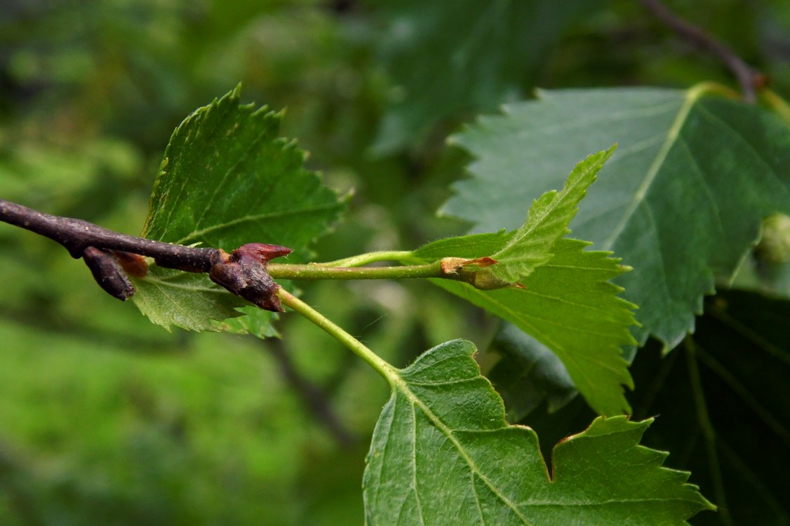 Image of Betula pendula specimen.