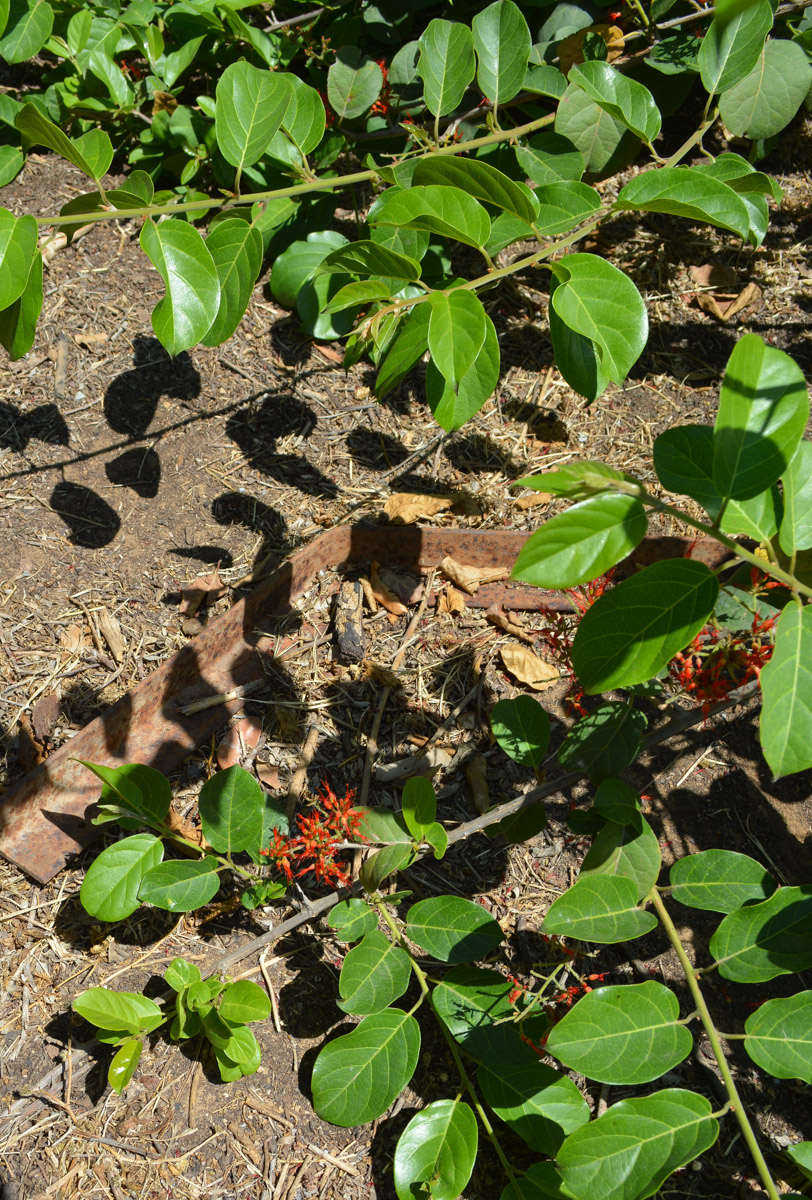 Image of Combretum microphyllum specimen.