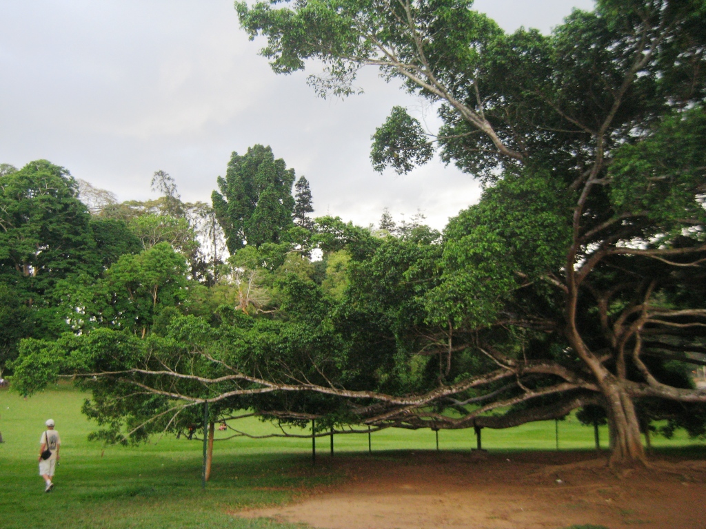 Image of Ficus benjamina specimen.