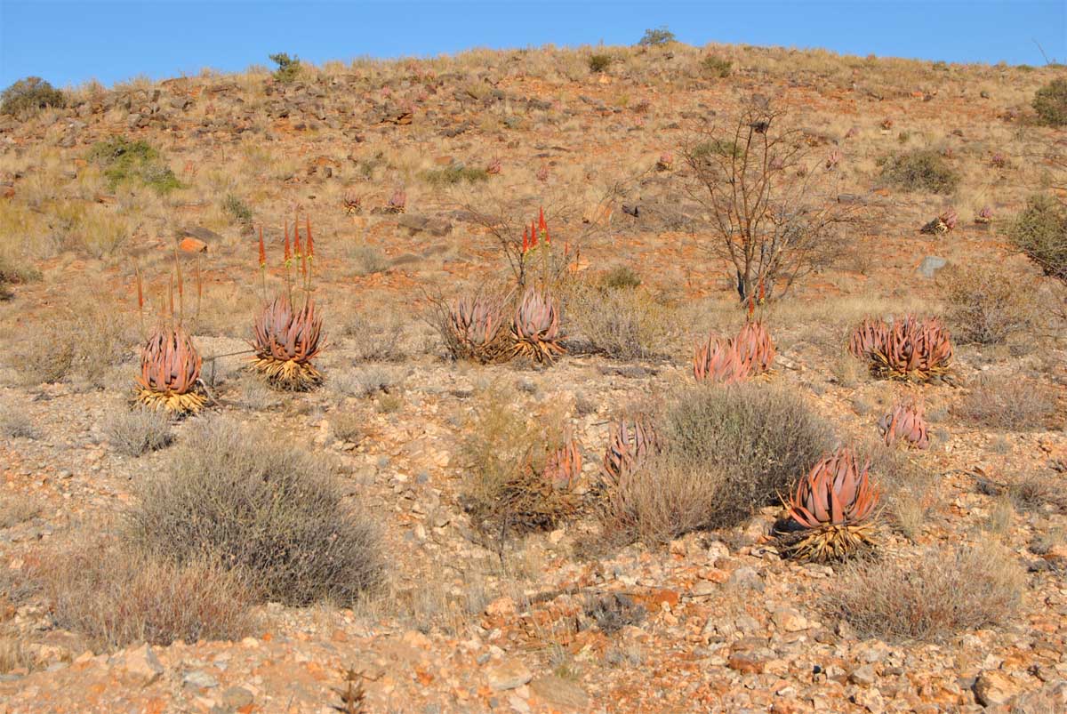 Image of Aloe gariepensis specimen.