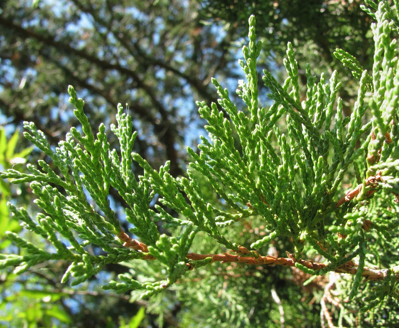 Image of Juniperus foetidissima specimen.