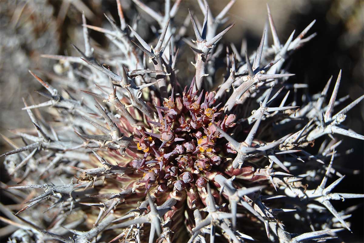 Image of Euphorbia pillansii specimen.