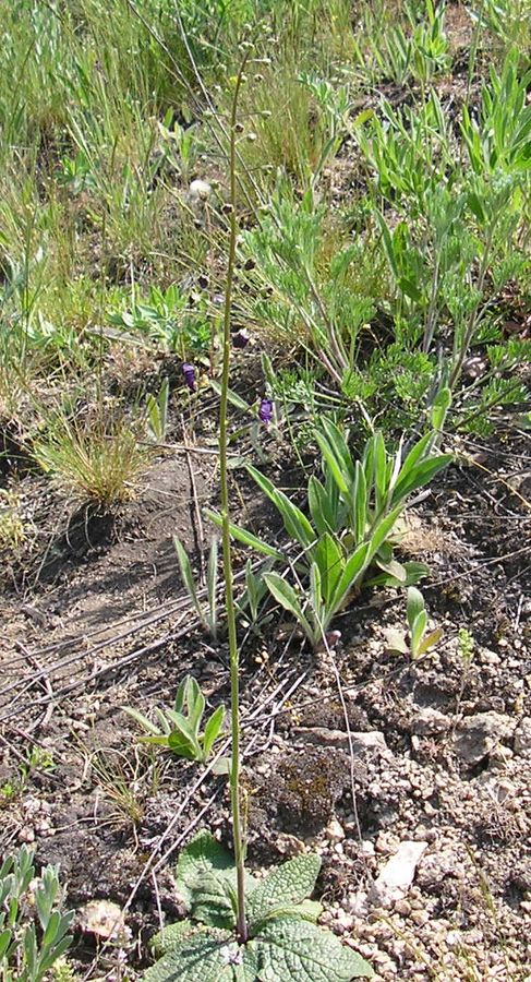 Image of Verbascum phoeniceum specimen.