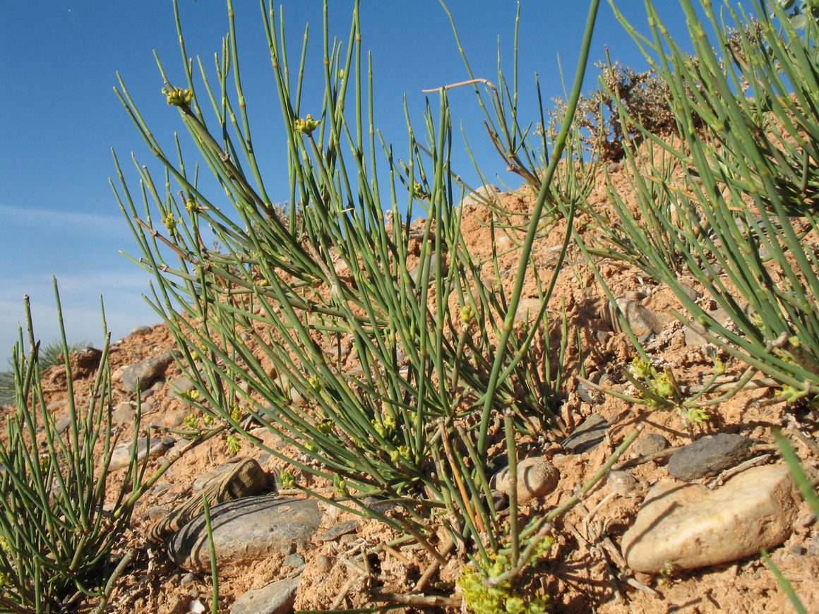 Изображение особи Ephedra lomatolepis.