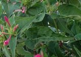 Mirabilis jalapa