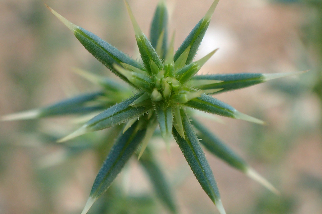 Image of Salsola tragus specimen.