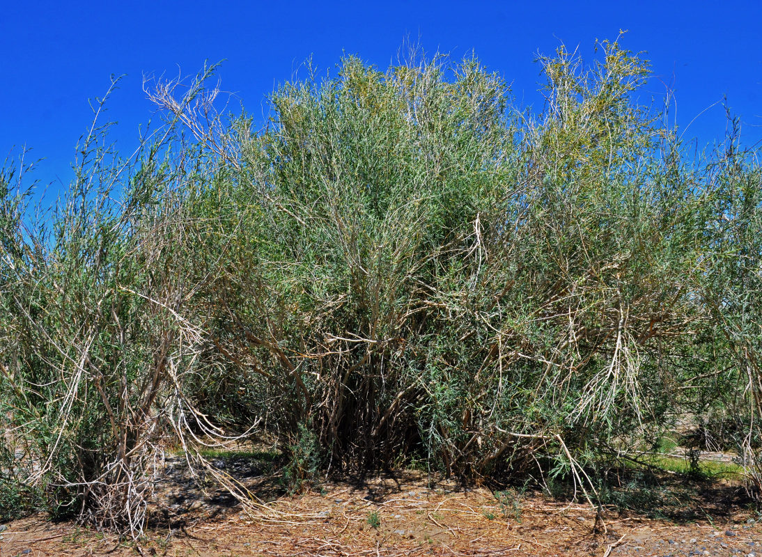 Image of genus Salix specimen.