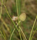 Scabiosa ochroleuca