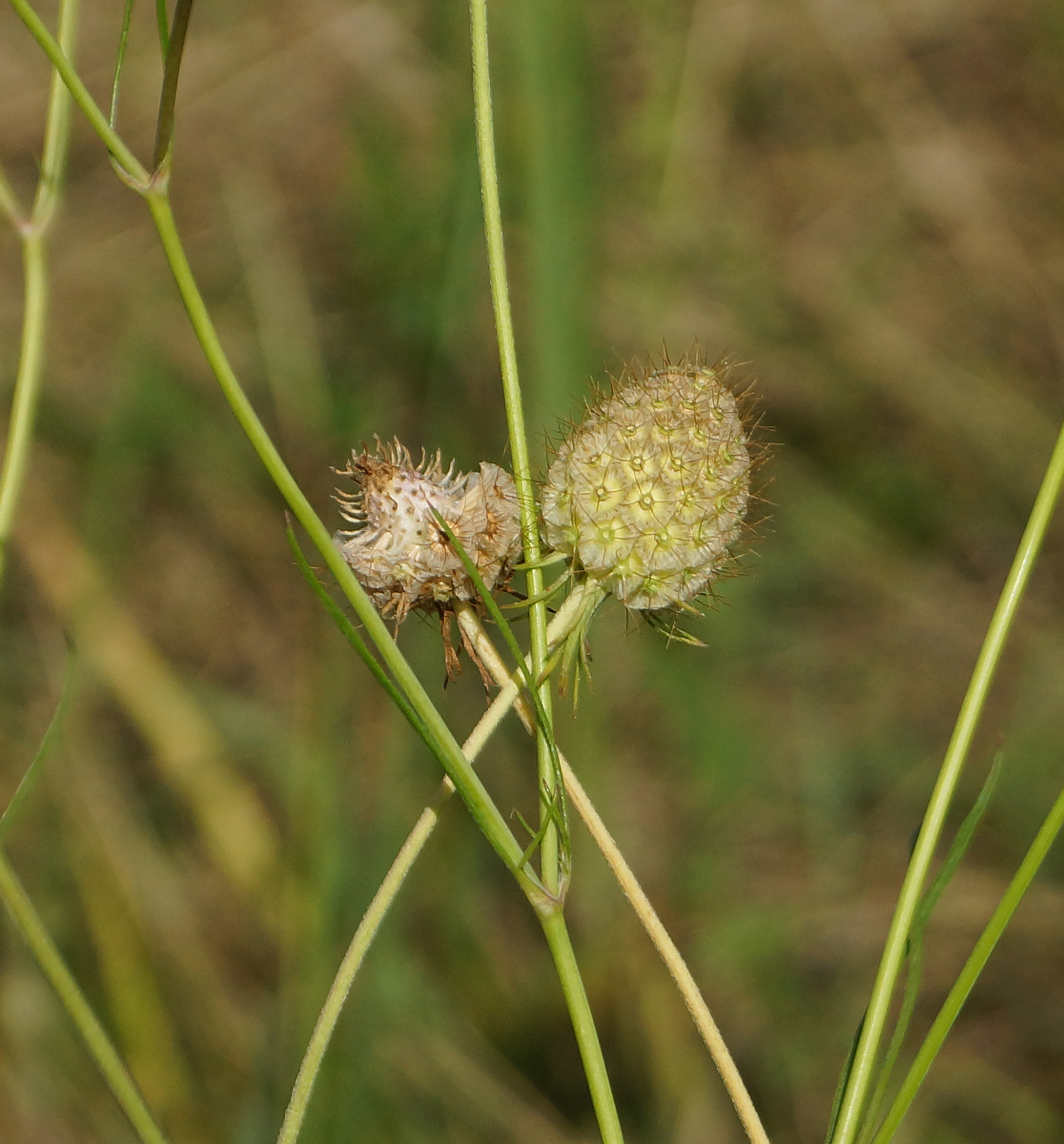 Image of Scabiosa ochroleuca specimen.