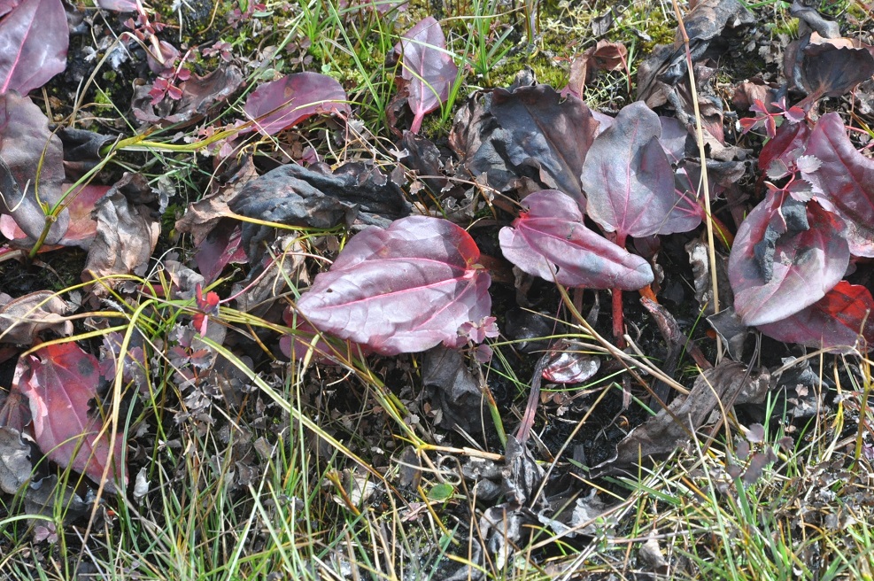 Image of genus Rheum specimen.