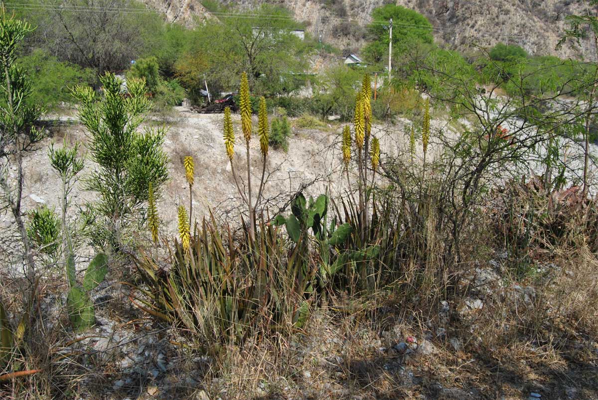 Image of Aloe vera specimen.