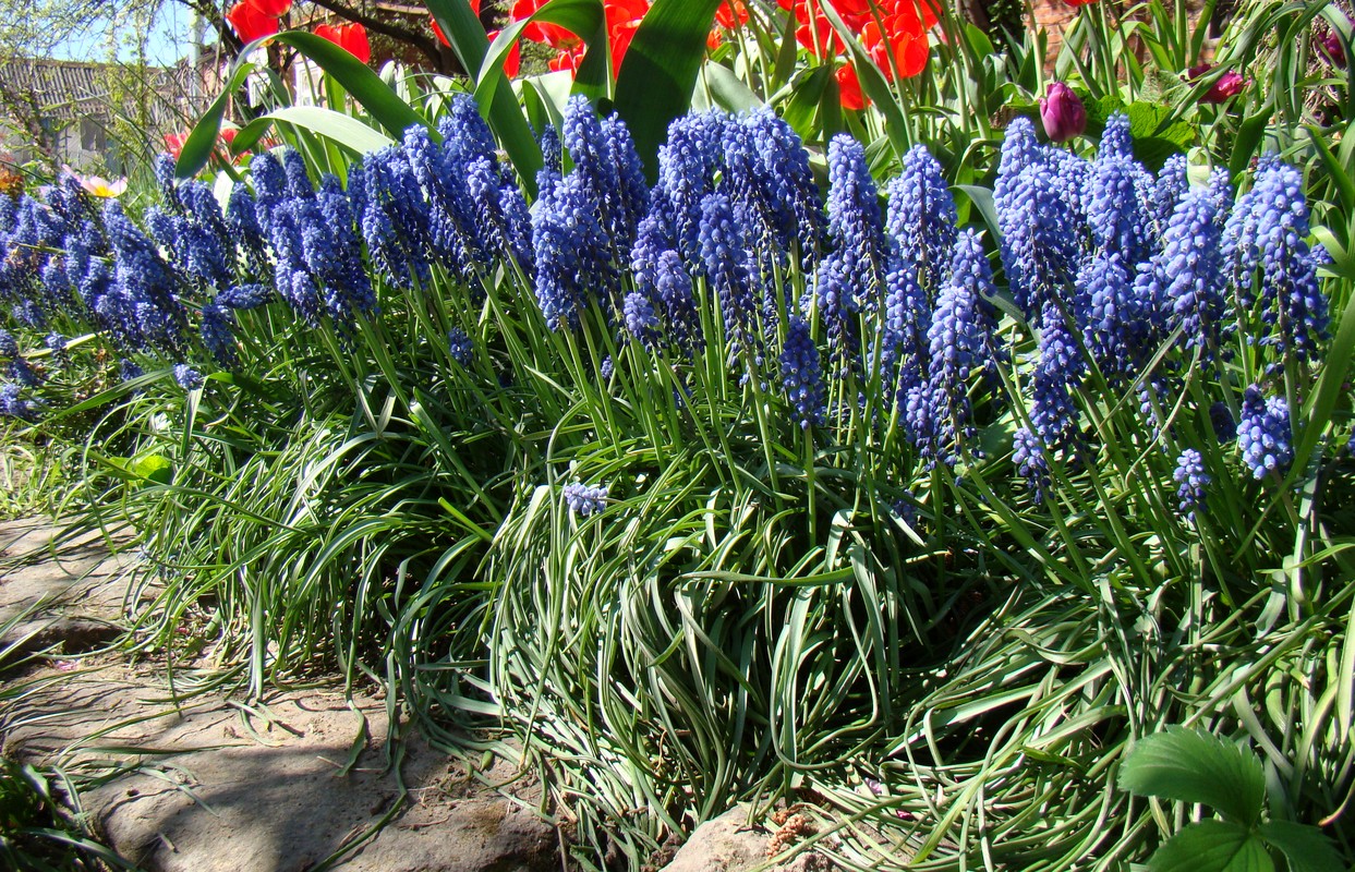 Image of Muscari armeniacum specimen.