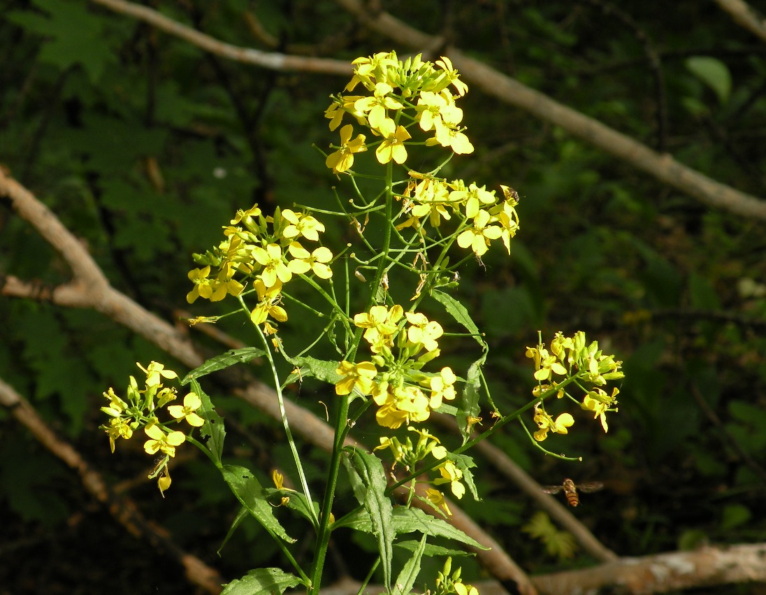 Изображение особи Erysimum aureum.