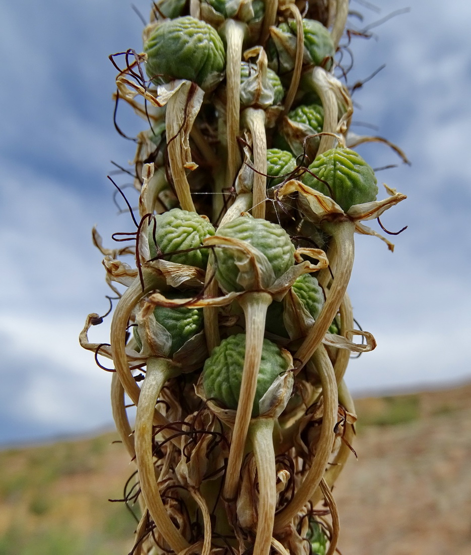 Image of genus Eremurus specimen.