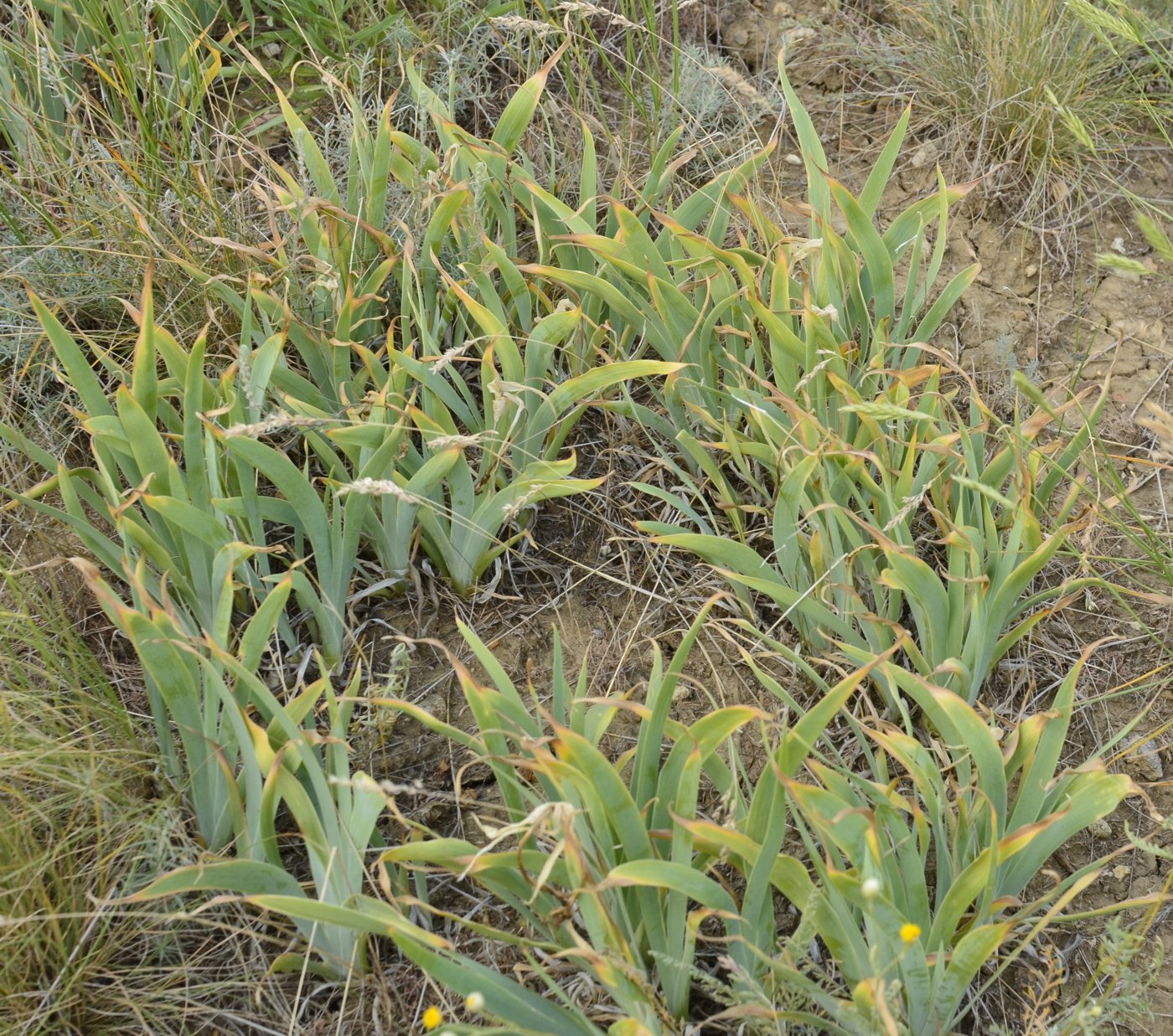 Image of Iris glaucescens specimen.