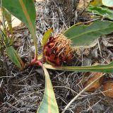 Protea acaulos