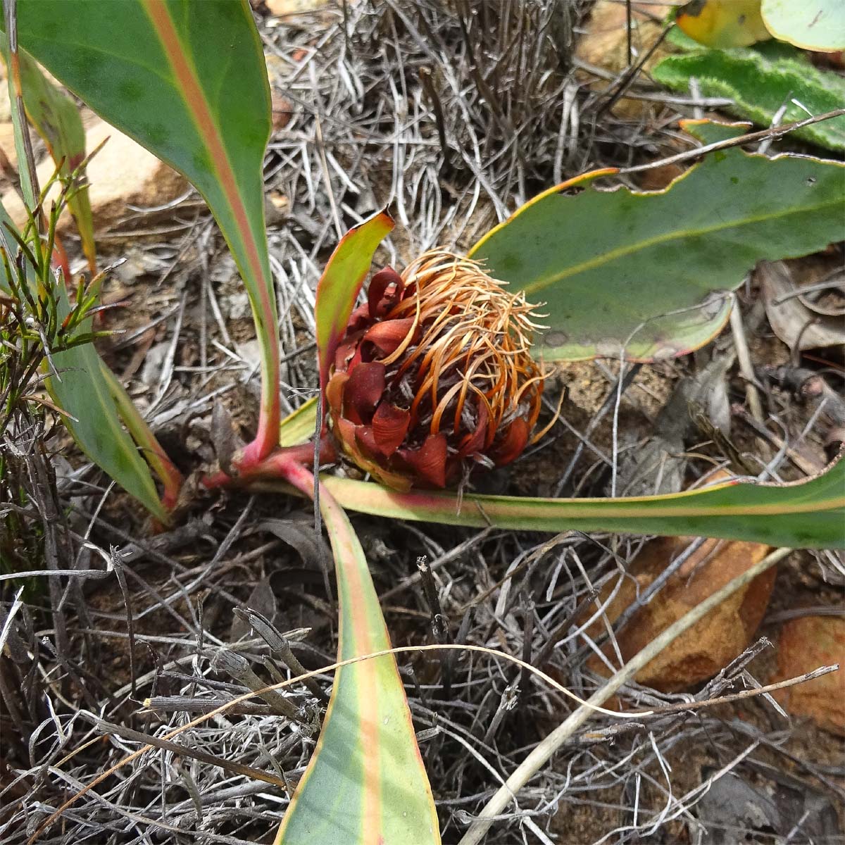 Image of Protea acaulos specimen.