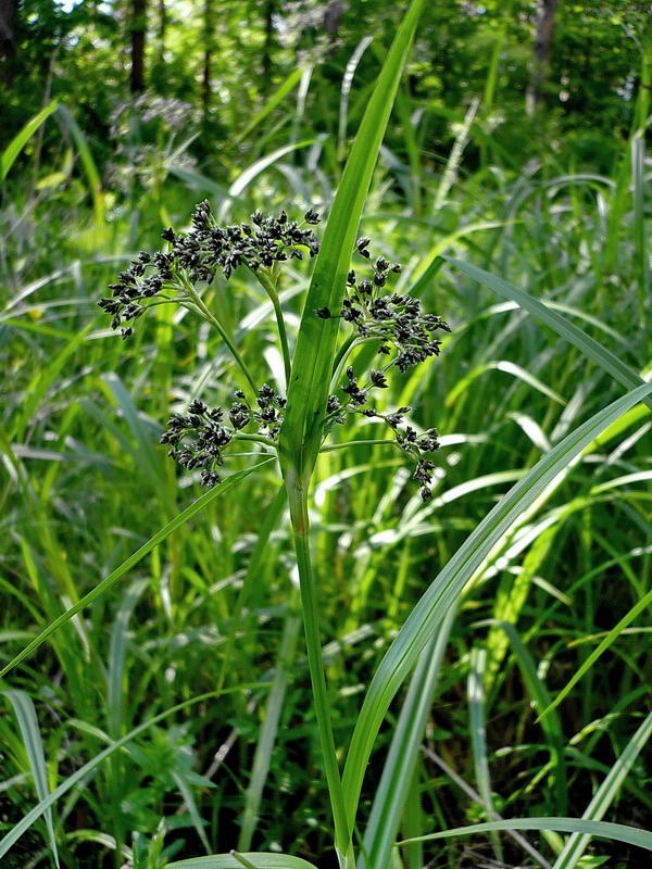 Image of Scirpus sylvaticus specimen.