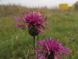 Centaurea scabiosa. Соцветия. Беларусь, Гродненская обл., Новогрудский р-н, Кошелевский сельсовет, деревня Кустино, суходольный злаково-разнотравный луг. 05.10.2018.