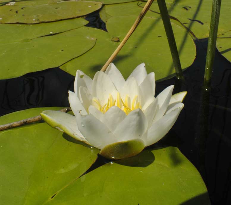 Image of Nymphaea candida specimen.