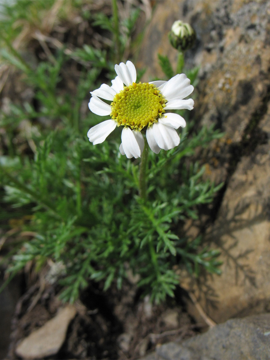 Изображение особи Achillea schurii.