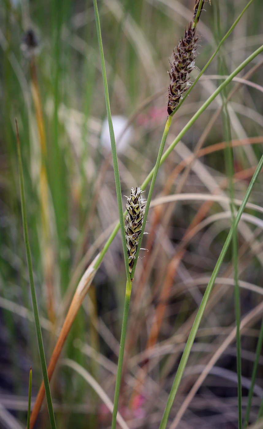 Изображение особи Carex lasiocarpa.