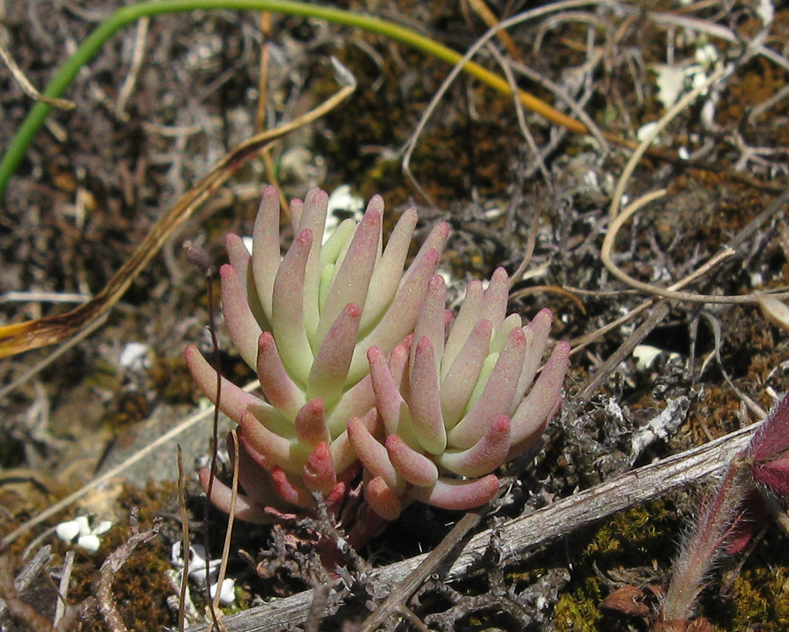 Изображение особи Sedum hispanicum.