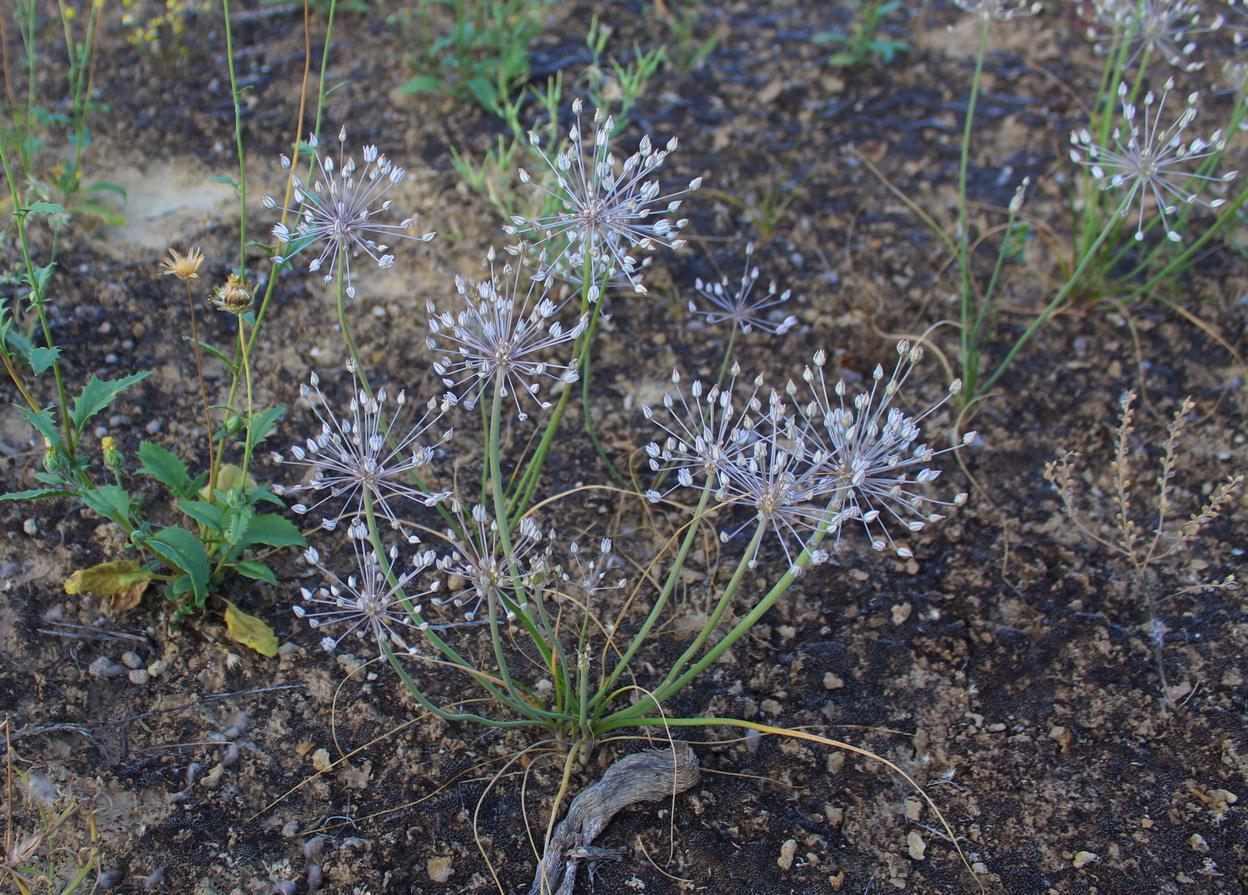 Изображение особи Allium fibrosum.
