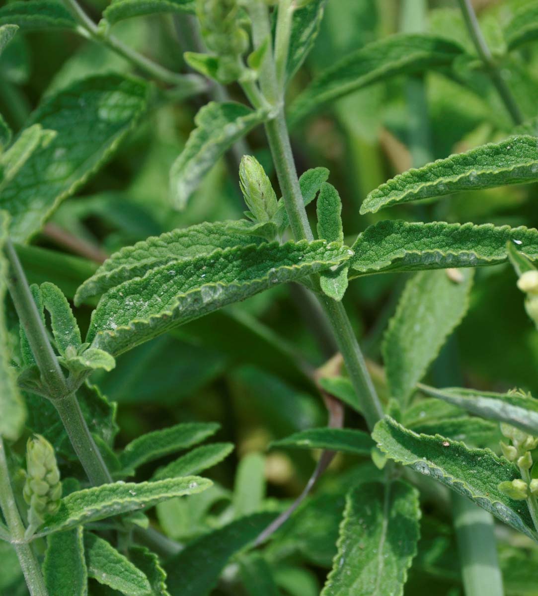 Image of Teucrium kotschyanum specimen.