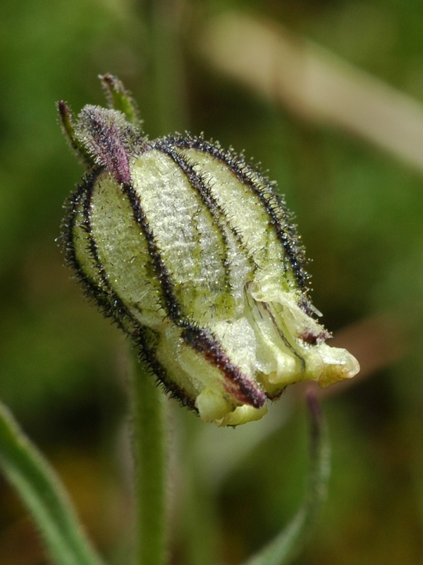 Image of Gastrolychnis gonosperma specimen.