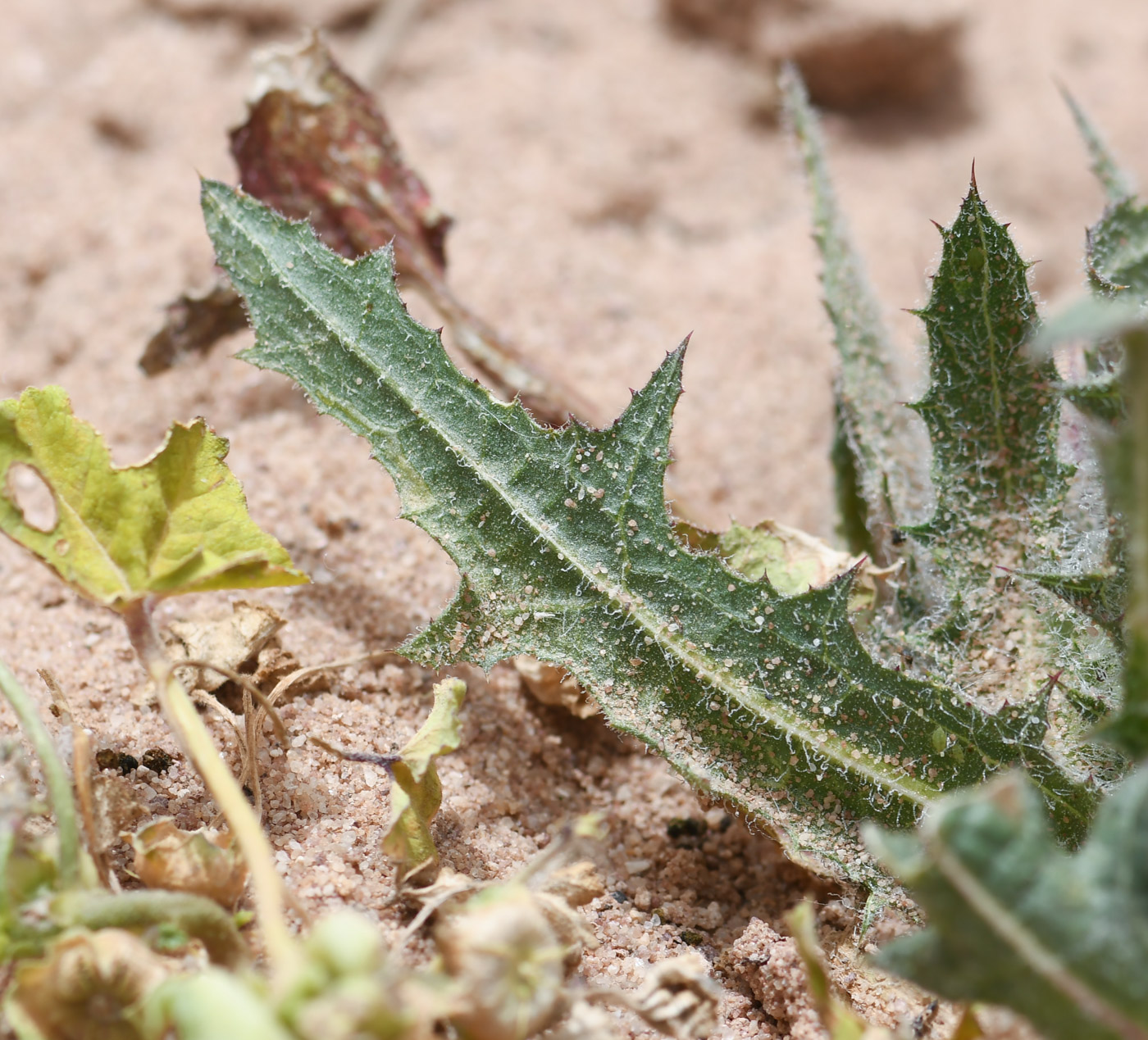 Image of Centaurea benedicta specimen.