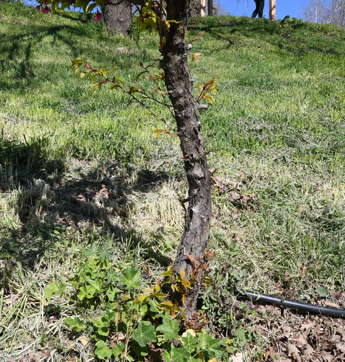 Image of Prunus campanulata specimen.