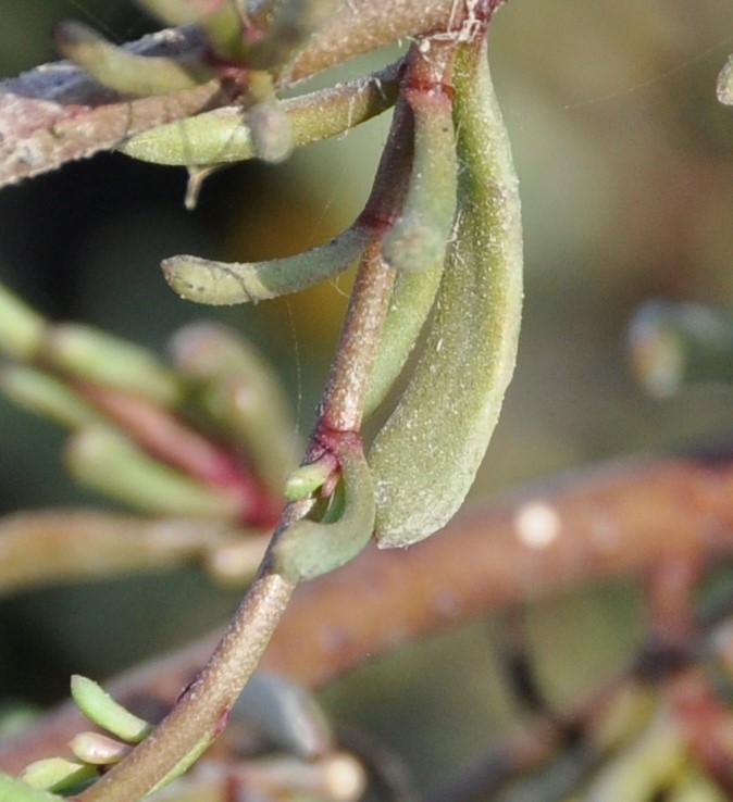 Image of Limbarda crithmoides ssp. longifolia specimen.