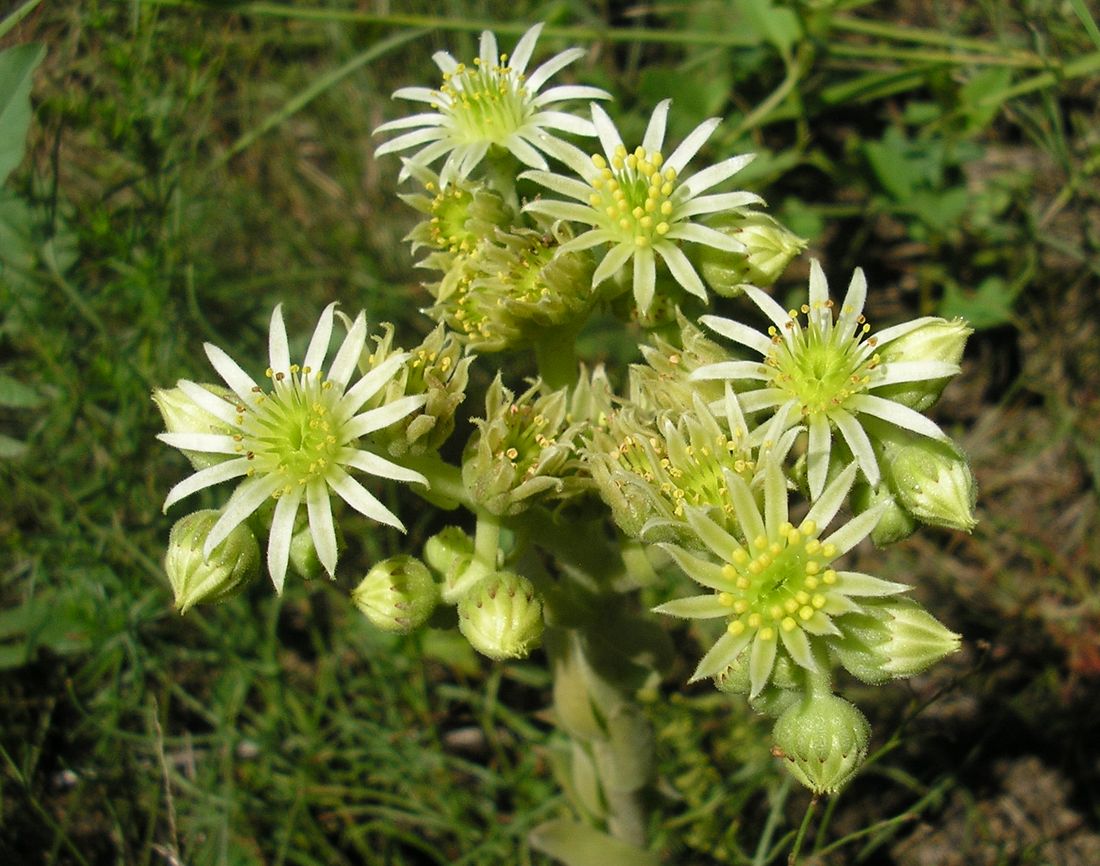 Image of Sempervivum ruthenicum specimen.