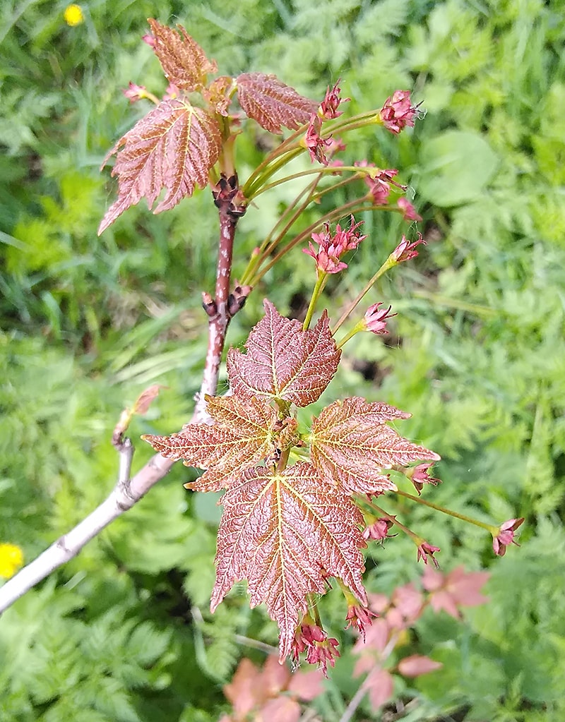 Image of Acer rubrum specimen.