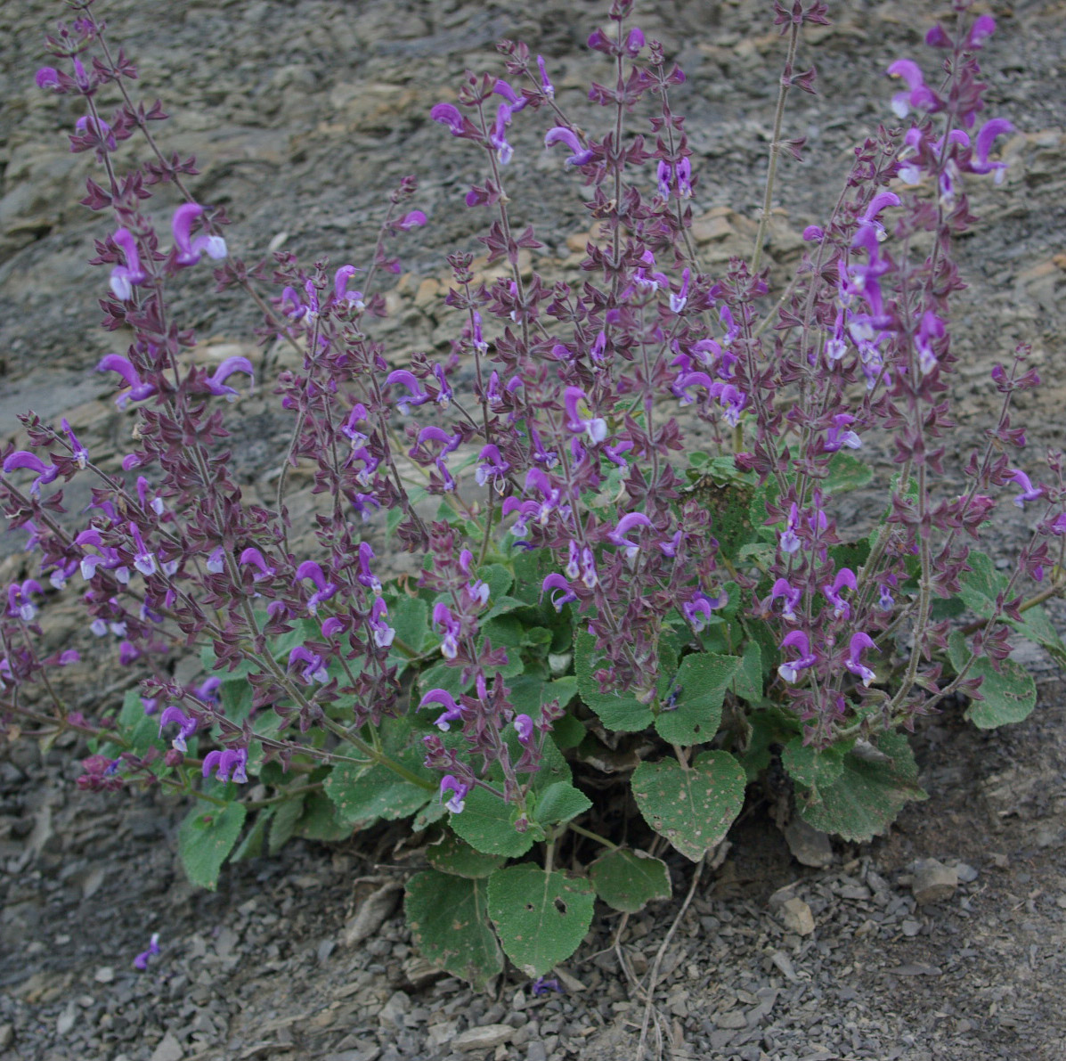 Image of Salvia beckeri specimen.