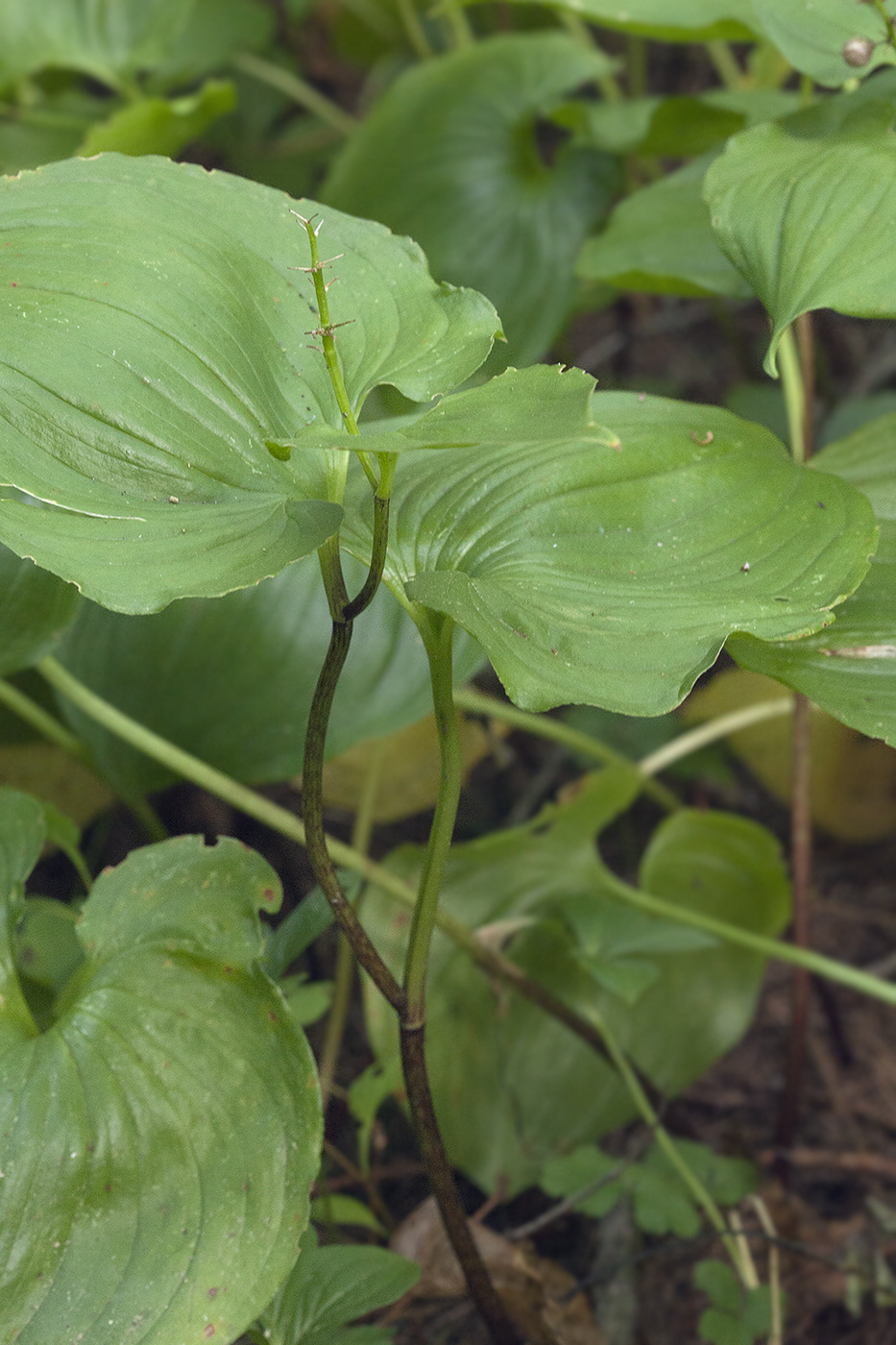 Image of Maianthemum dilatatum specimen.