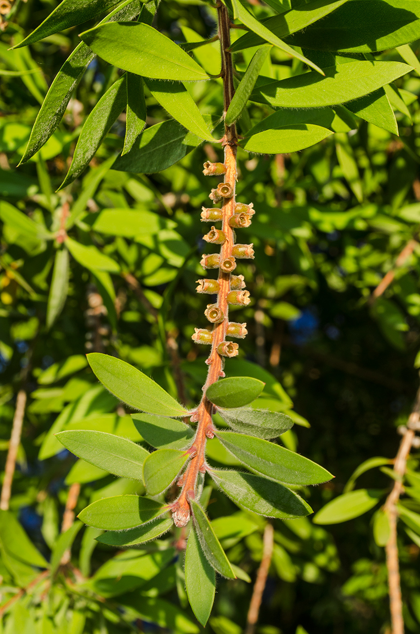 Image of Callistemon phoeniceus specimen.