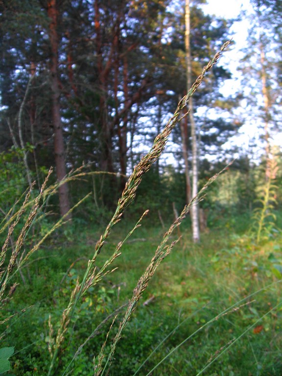 Image of Molinia caerulea specimen.