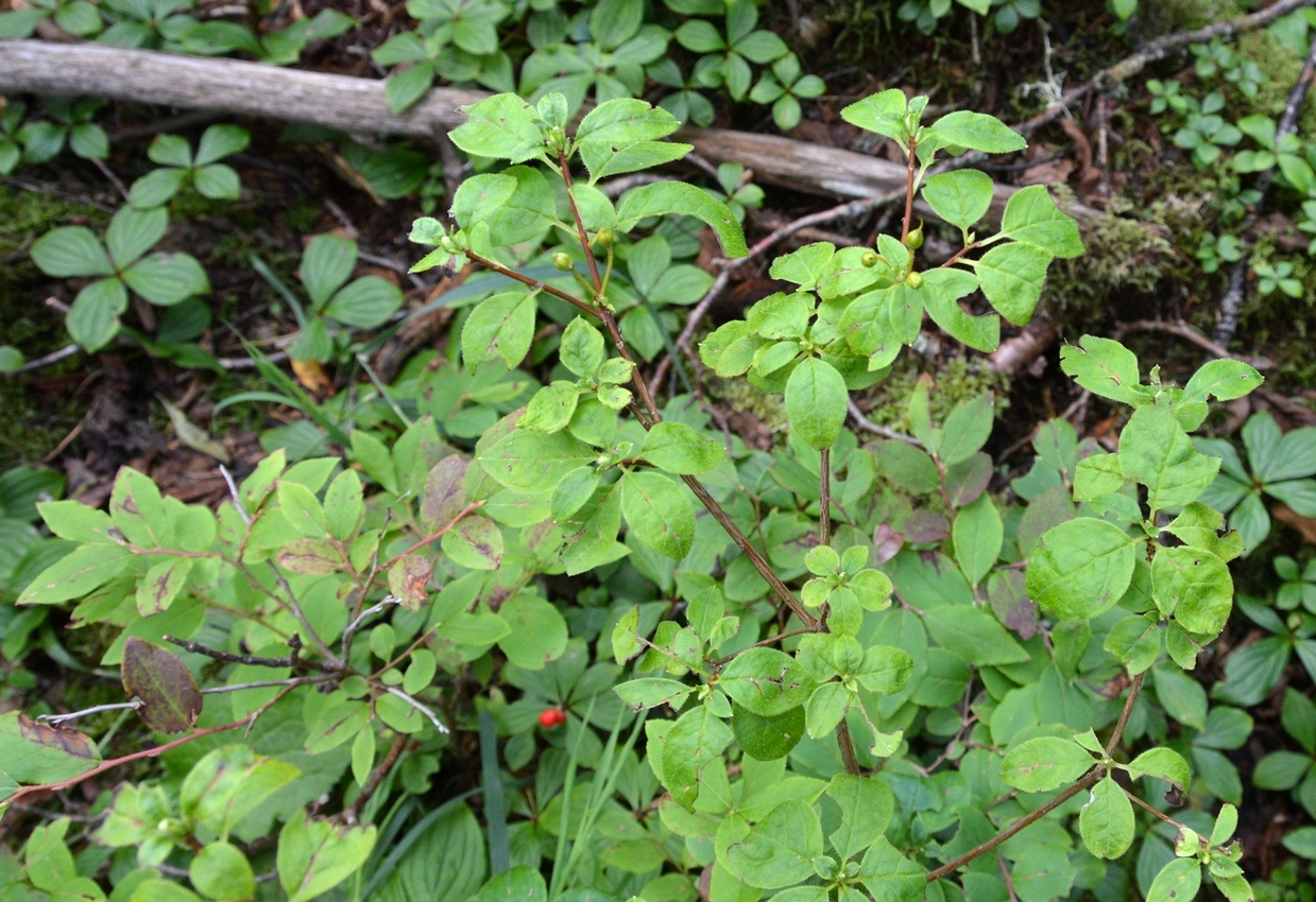 Image of Menziesia pentandra specimen.