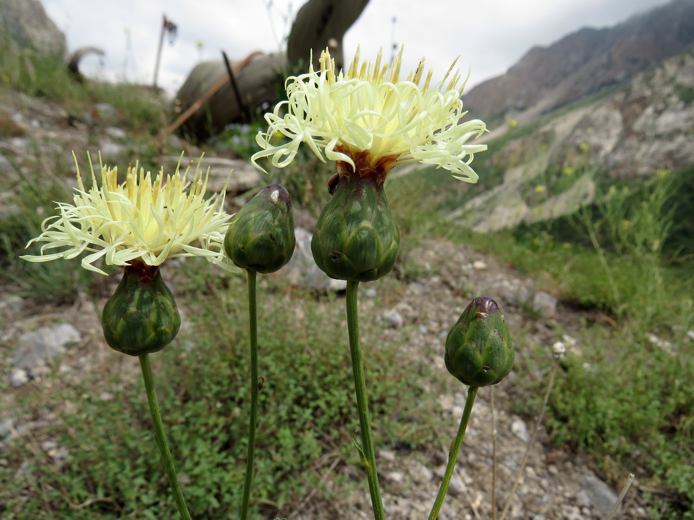 Изображение особи Rhaponticoides modesti.