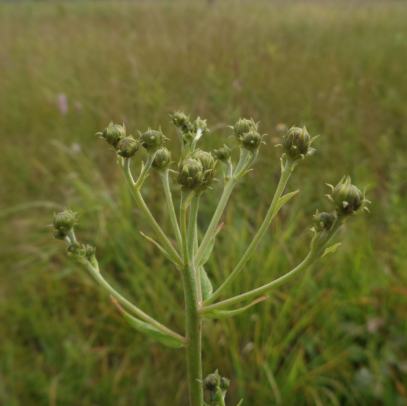 Изображение особи Hieracium umbellatum.