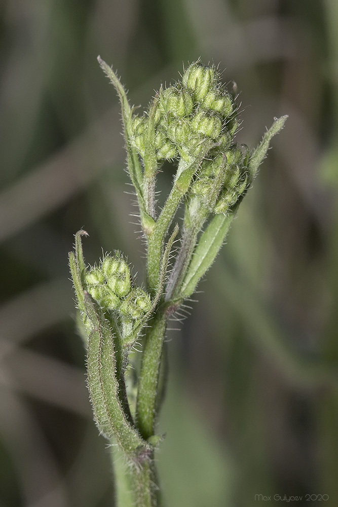 Изображение особи семейство Asteraceae.