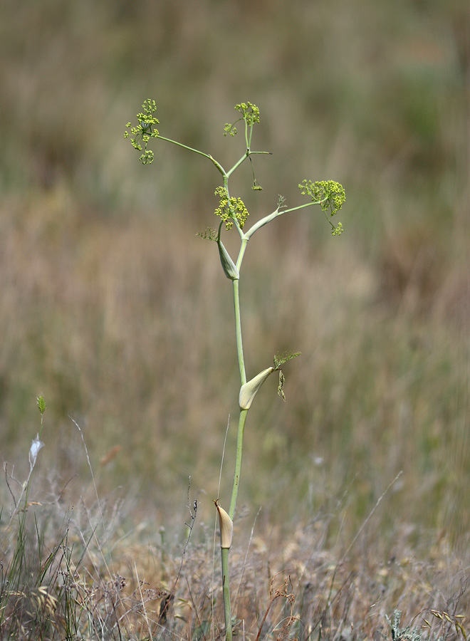 Image of Ferula euxina specimen.