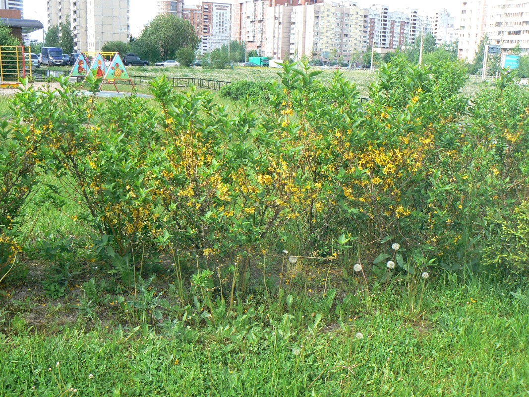 Image of Forsythia &times; intermedia specimen.