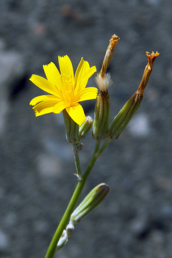 Изображение особи Chondrilla juncea.